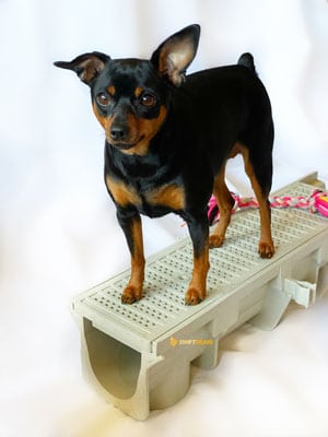 swiftdrain-600-paw-proof-kennel-drain